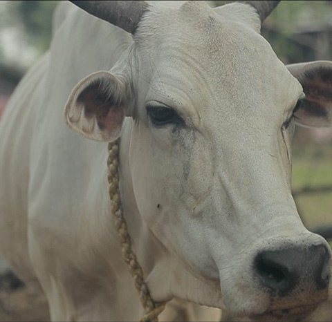 Vache en Inde