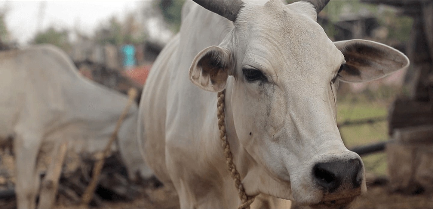 Vache en Inde