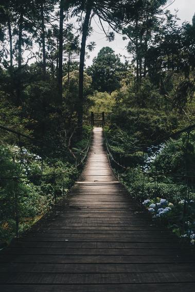 black-hanging-bridge-surrounded-by-green-forest-tr