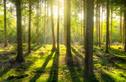 bright-daylight-environment-forest-240040jpg