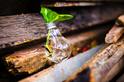 close-up-of-beer-bottles-on-wood-315658jpg