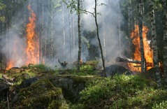 forest-fire-432870jpg