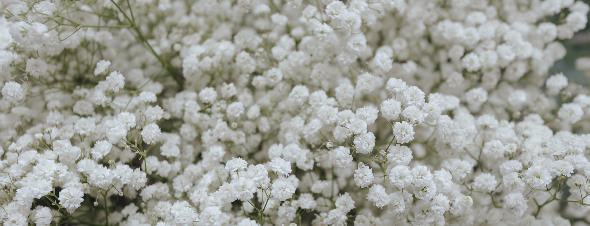 img-footer