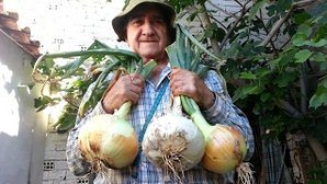12 Cebollas.jpg