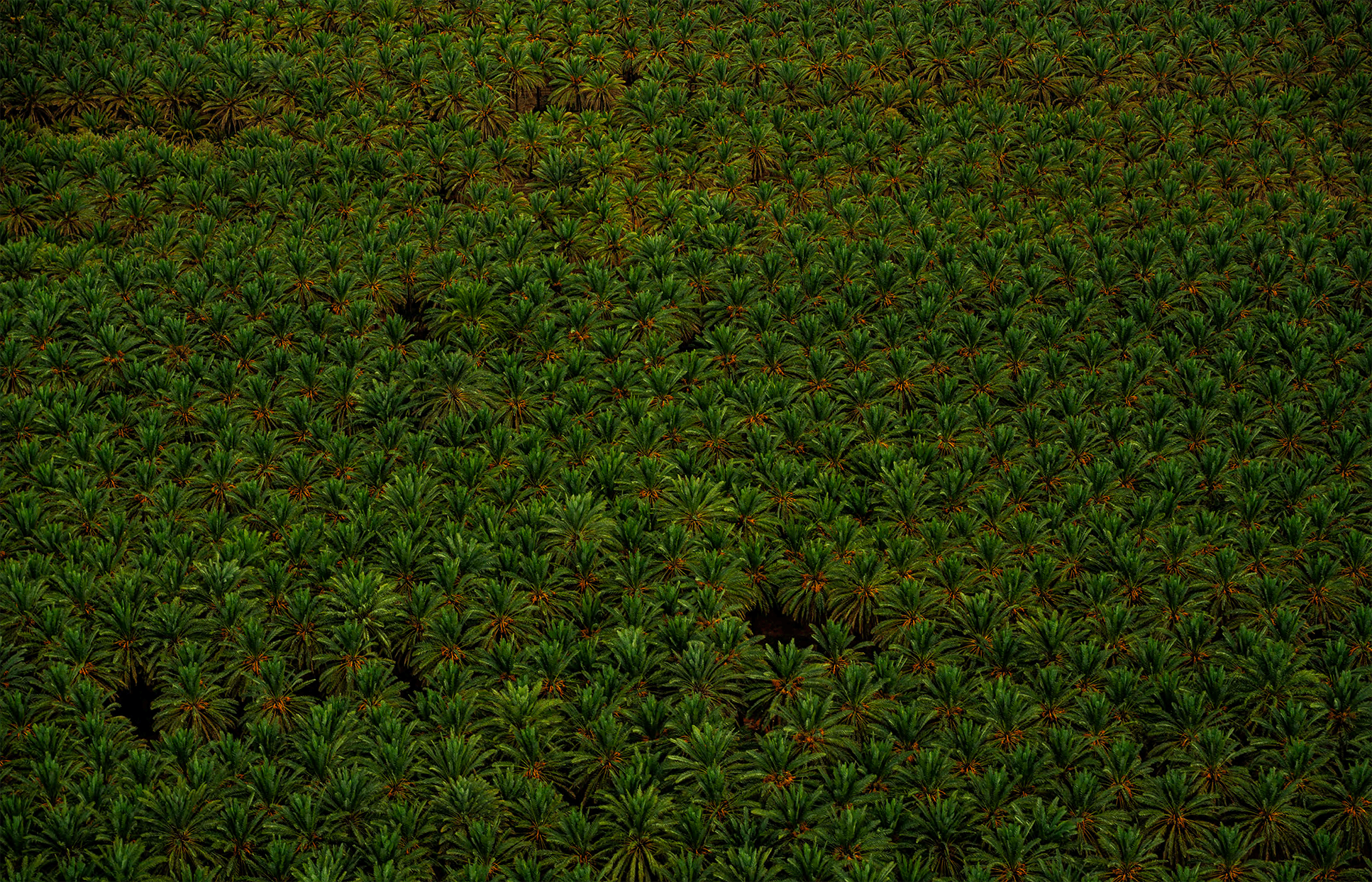 Palm grove