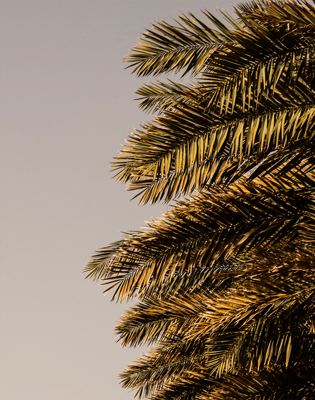 Date palm