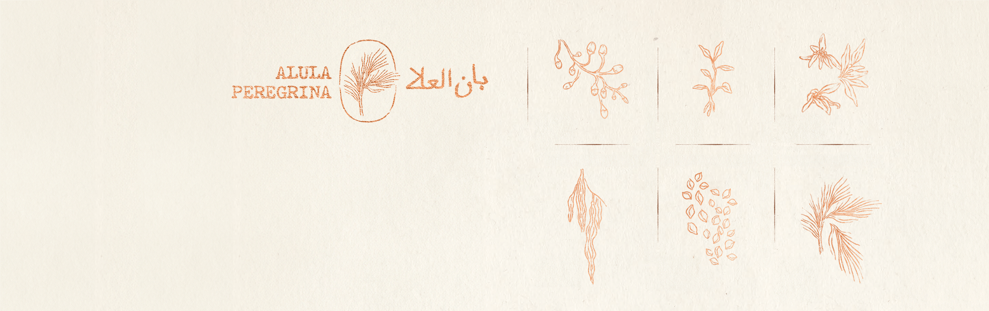 Seeds drawing