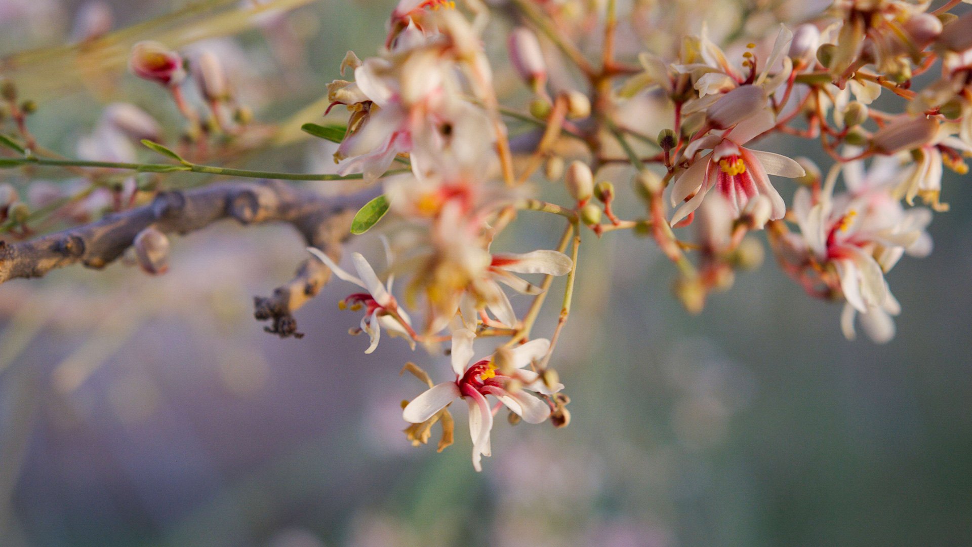 Moringa Peregrina flower