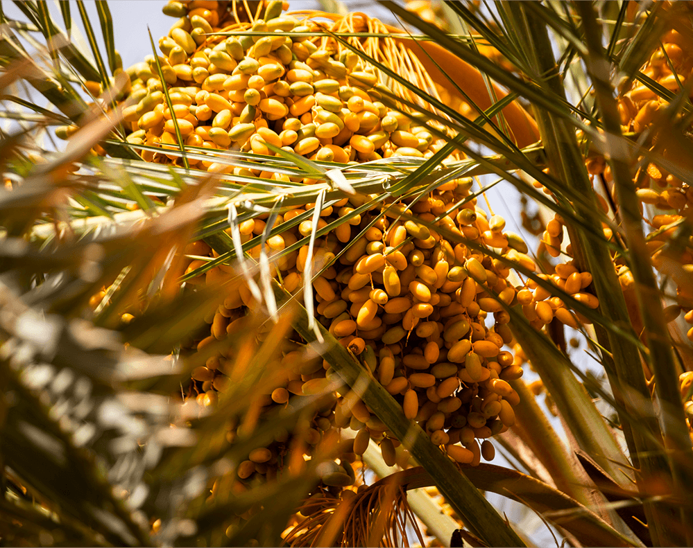 A cluster of dates
