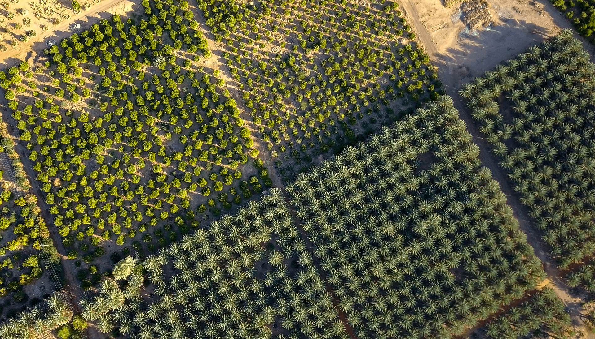 Date palms and citrus trees