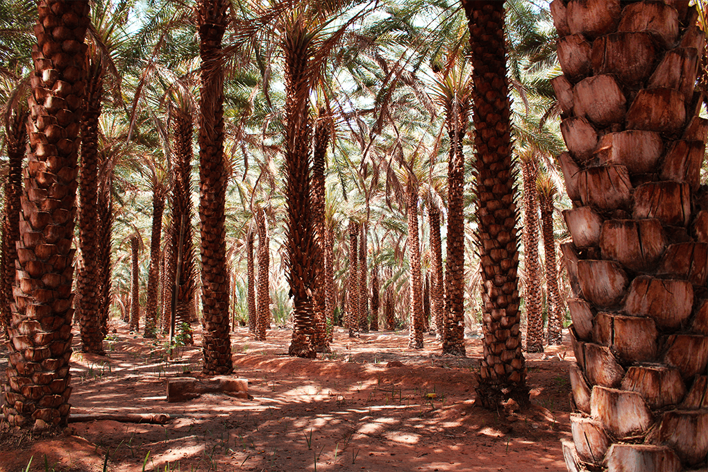 Oasis path