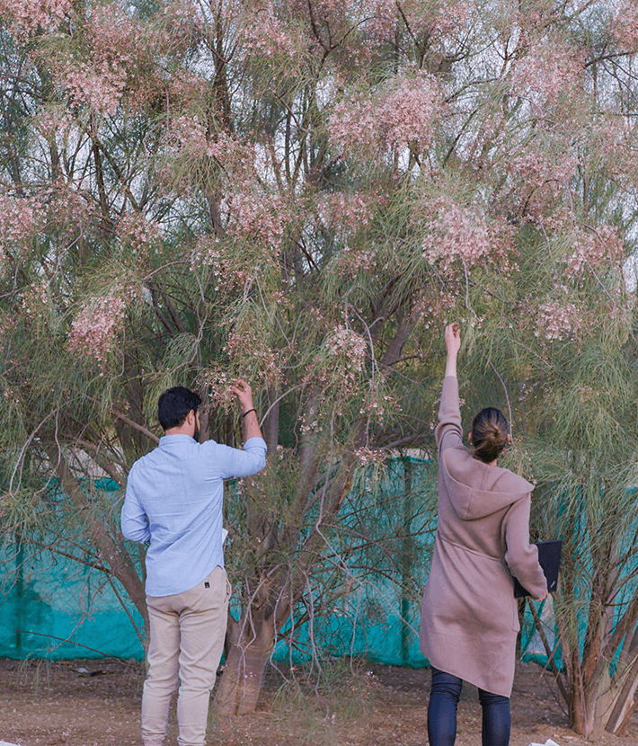 People in front of a blooming Moringa