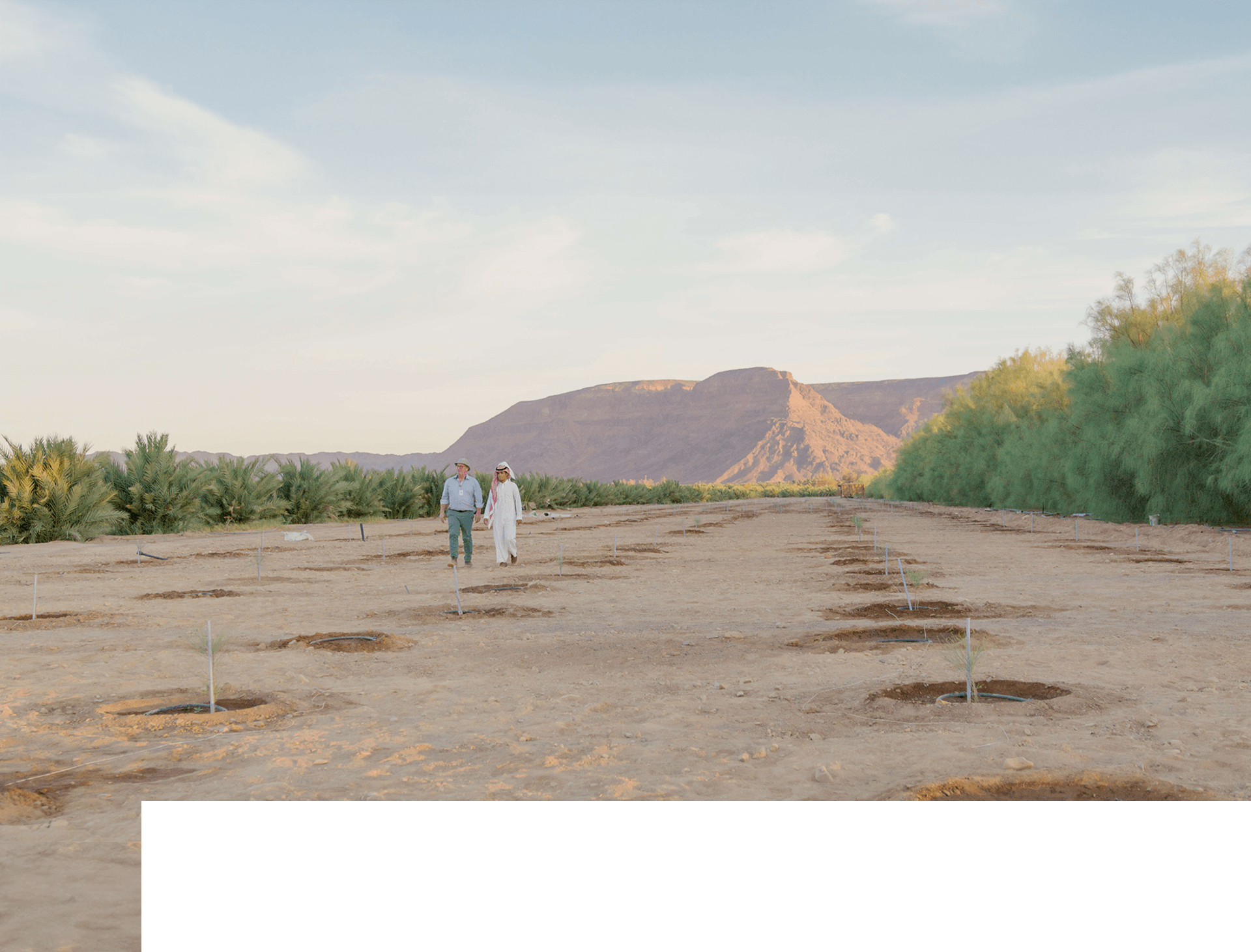 Men walking in plantation