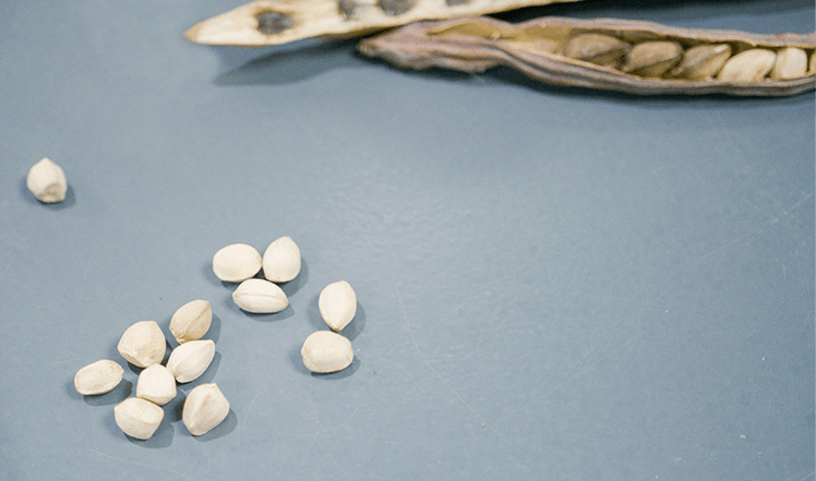 Moringa seeds