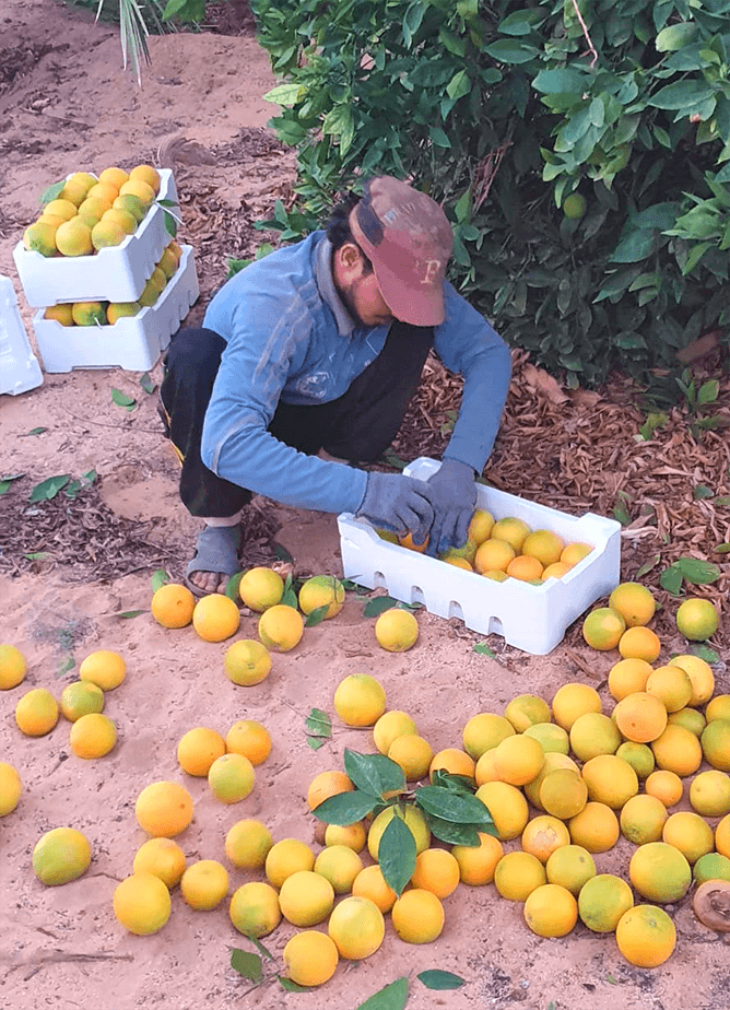 personne récoltant des oranges