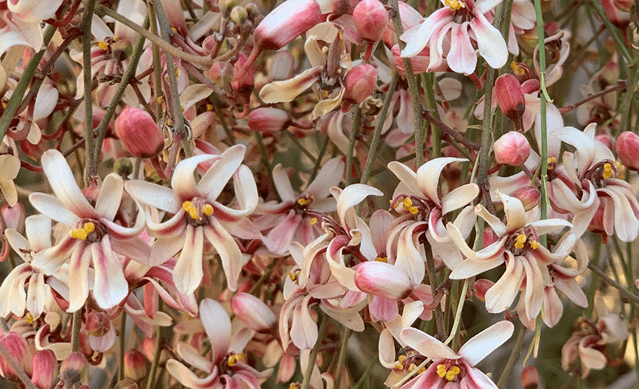 Moringa Peregrina flowers