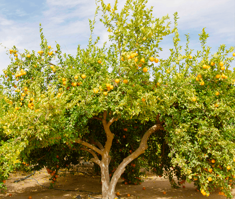 Orange tree