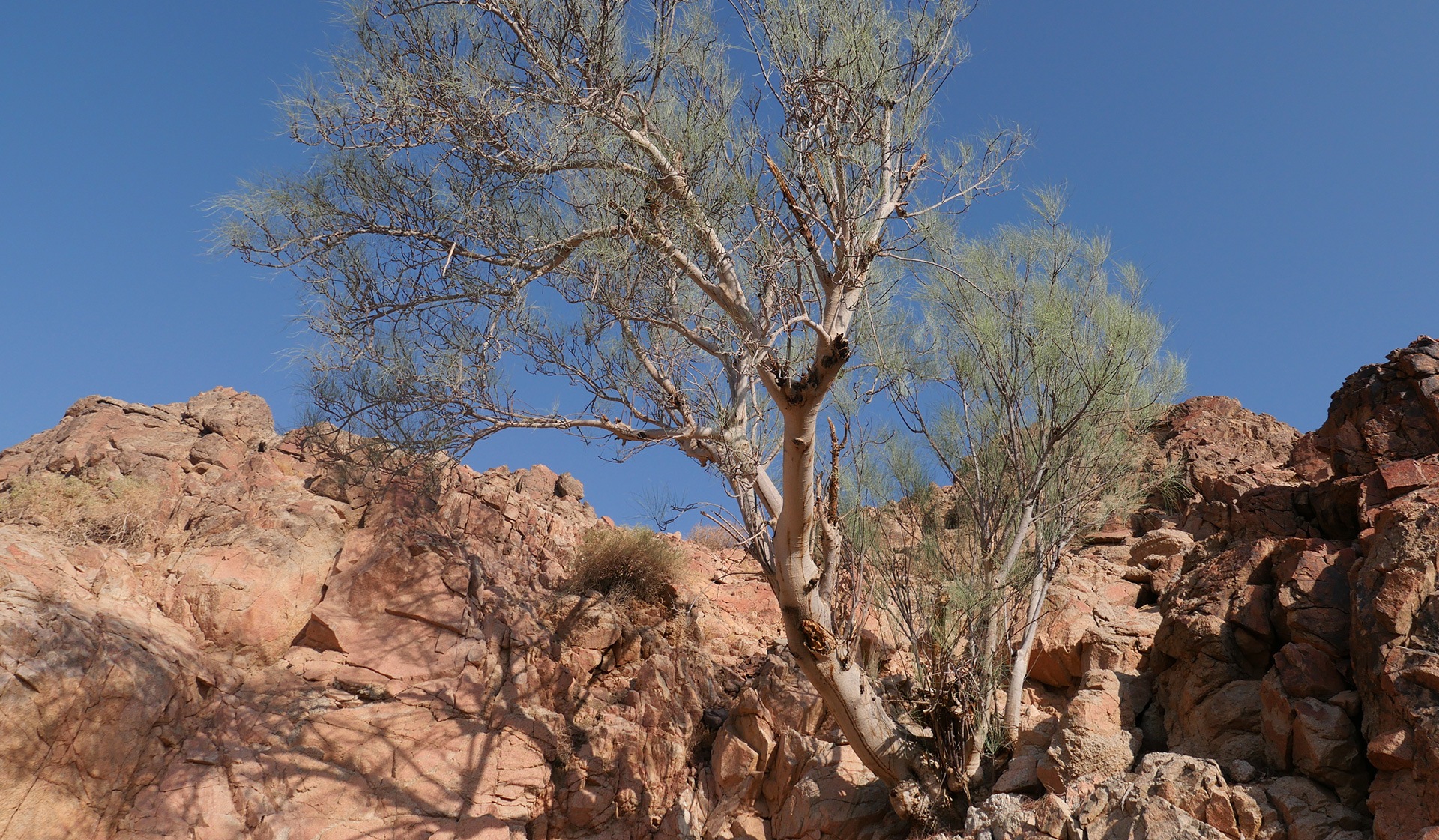 Moringa Peregrina tree