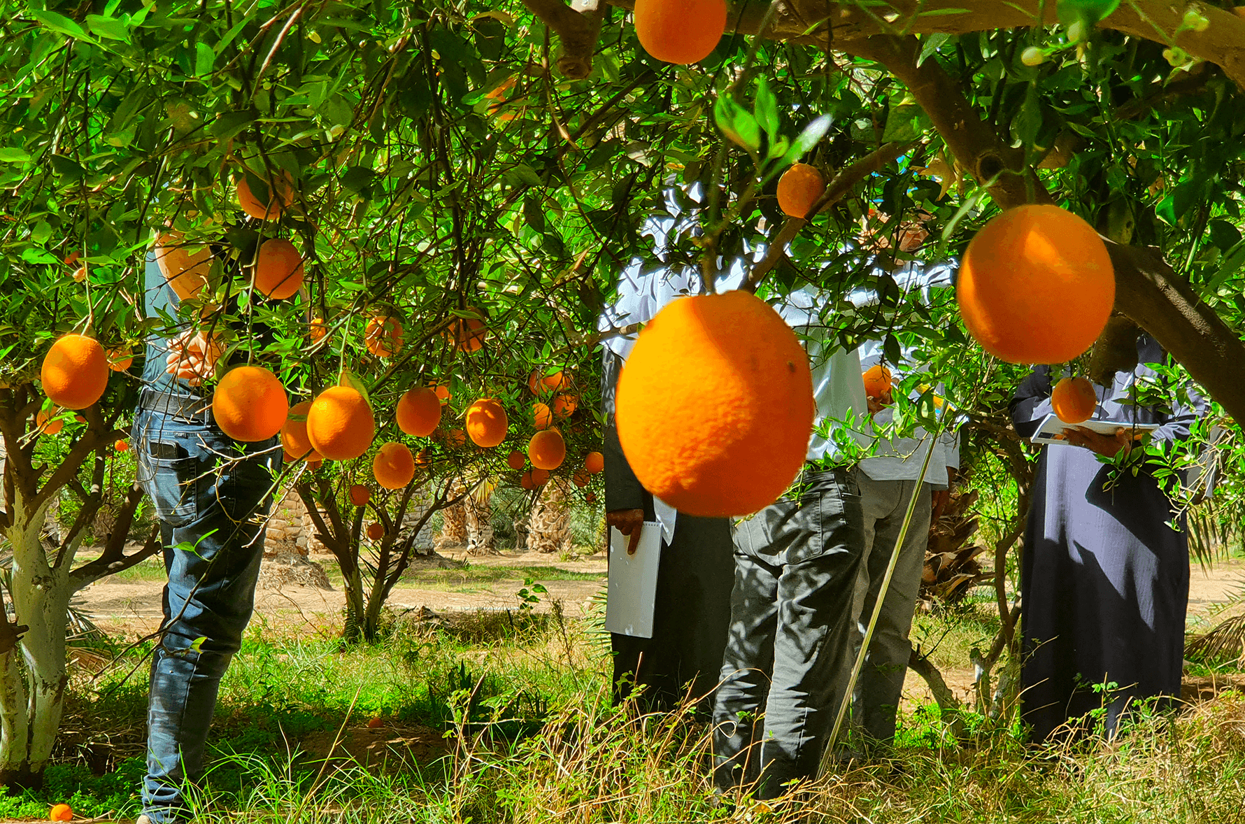 Oranges on the tree