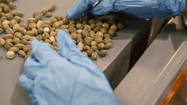 Peregrina seeds production