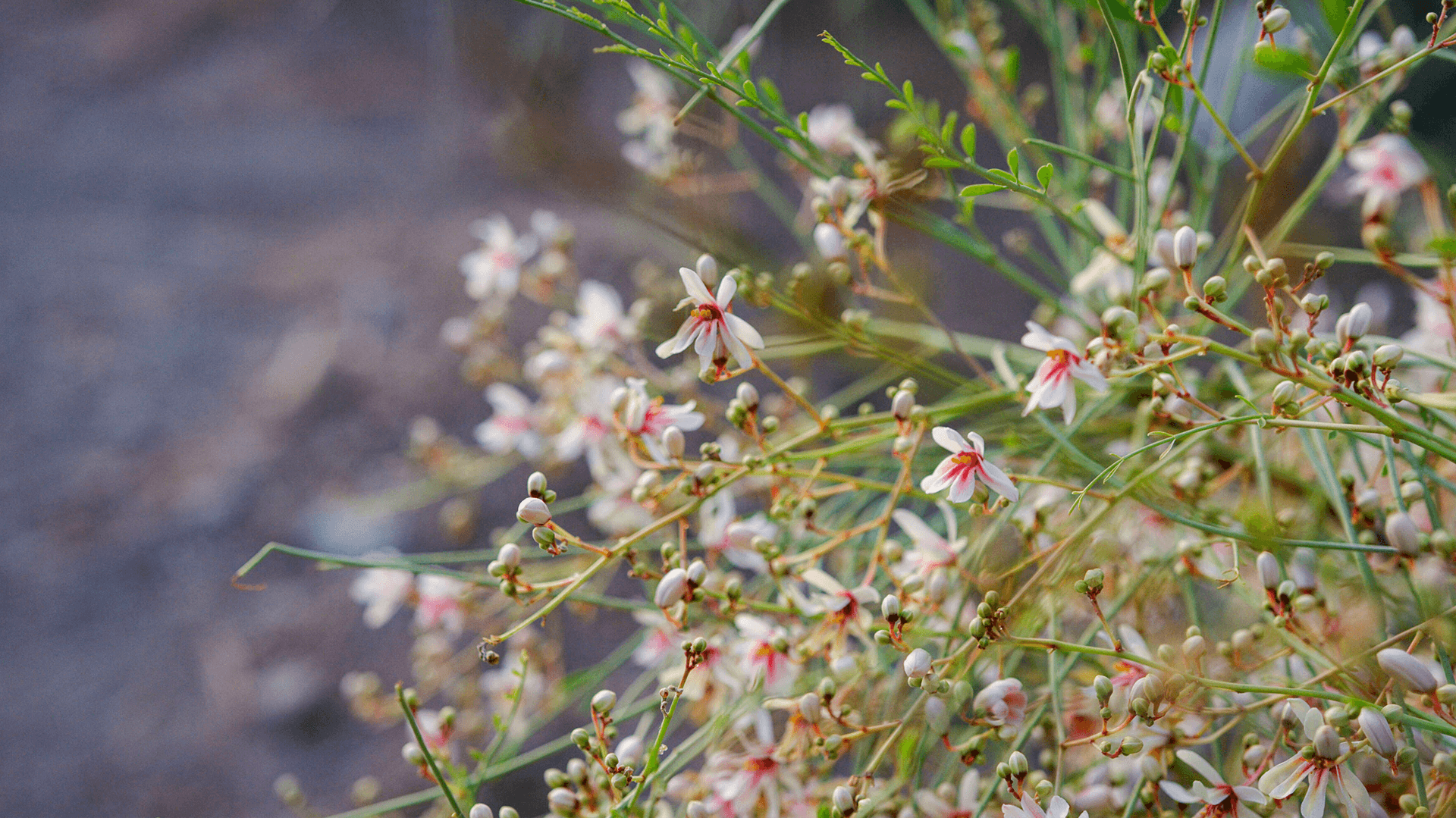 Moringa peregrina flowers