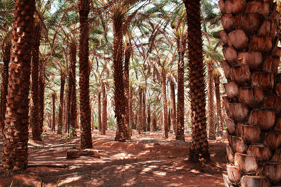 Oasis path