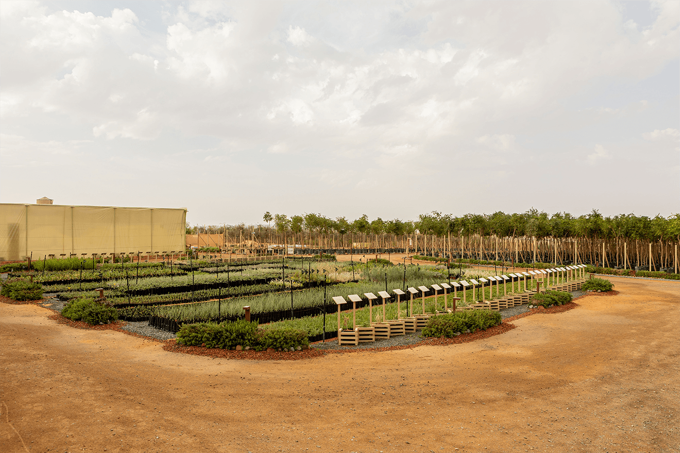 Garden of nurse plants