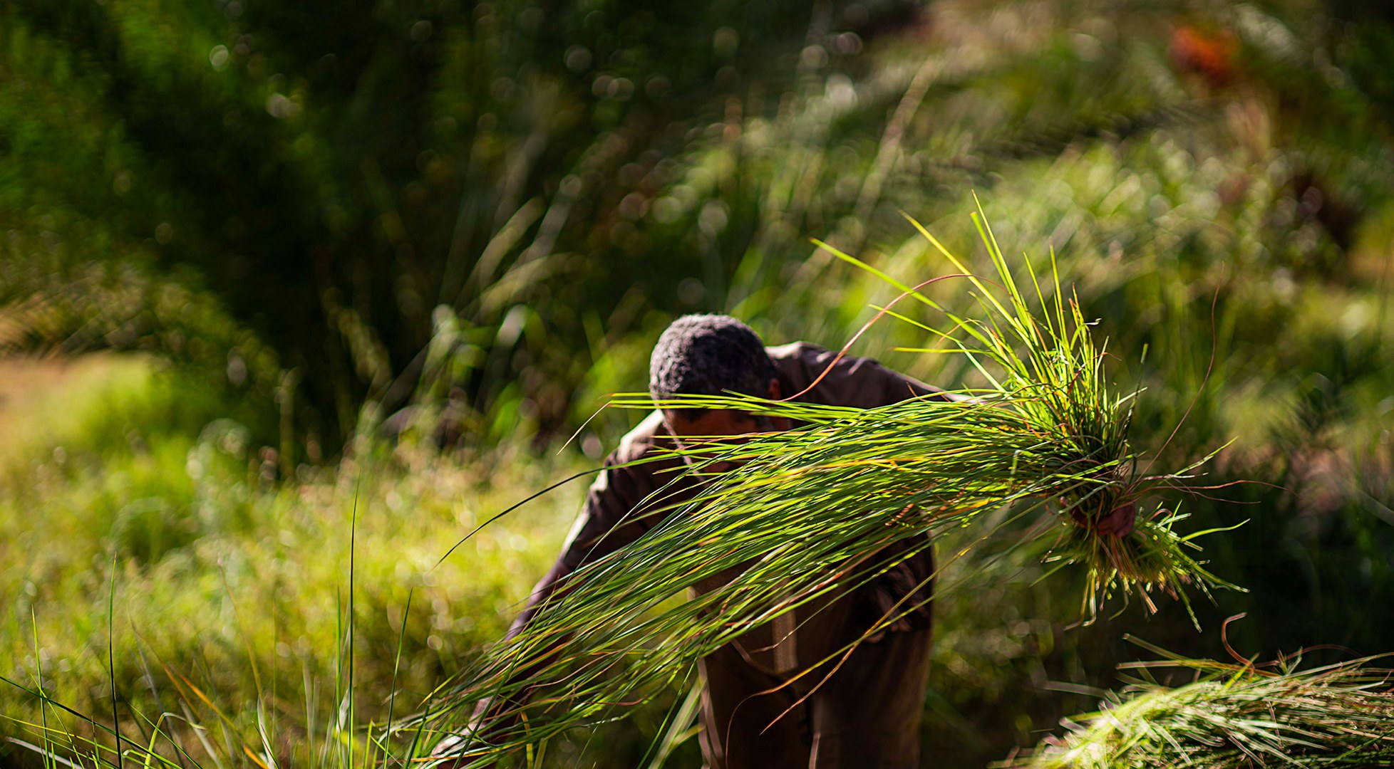 Farm worker weeding