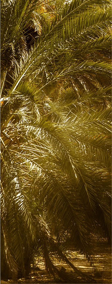 Picture of a tree in the Oasis