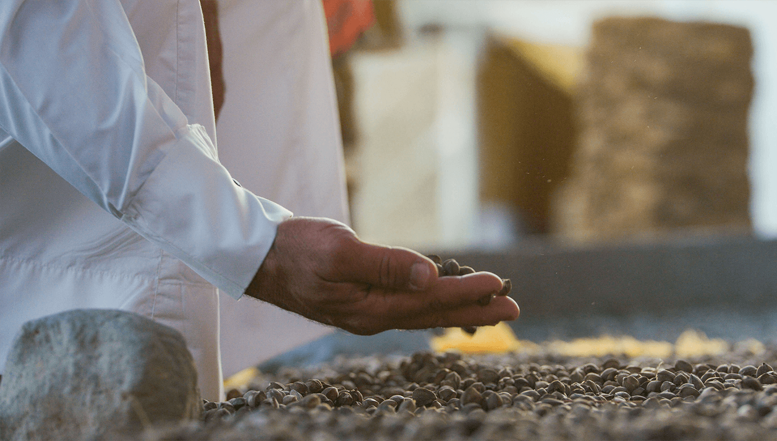 Peregrina seeds