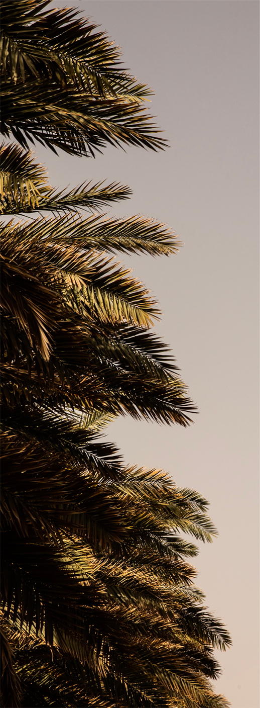 Date palm