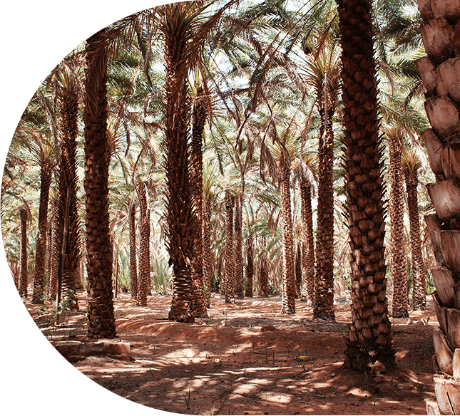 Palm grove
