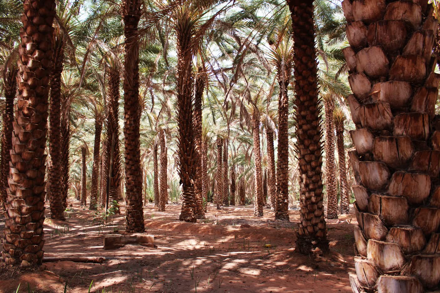 intérieur oasis