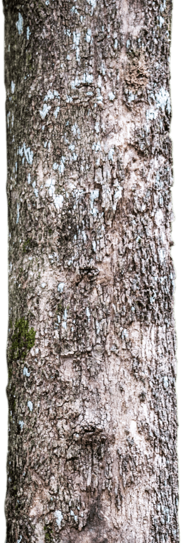 4-arbre climat biodiv 01 copy